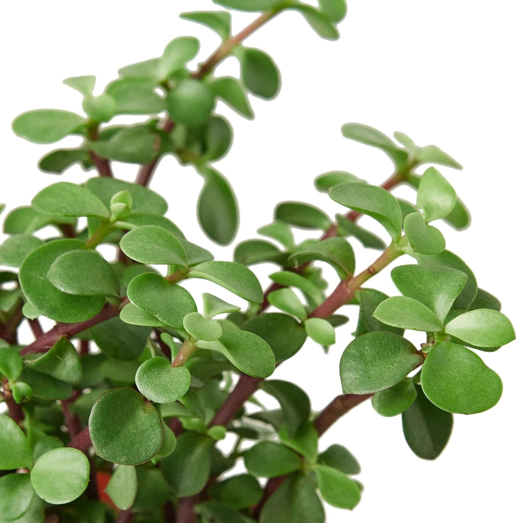 Succulent Elephant Bush Live Plant for Indoor | Different Houseplants in 4'' & 6'' Pot | Real House Plant for Living Room, Office, Desk & Bathroom | Portulacaria Afra