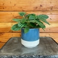 thumbnail image 3 of Peperomia Fuzzy Mystery, 4" Plant, The Plant Farm, 3 of 3