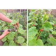 thumbnail image 3 of Cinta de 40 Piezas para Accesorios de Jardinería GRANDES Sistema de Atado de Rojo + Sharpla Cintas de rama Tapetool, 3 of 8
