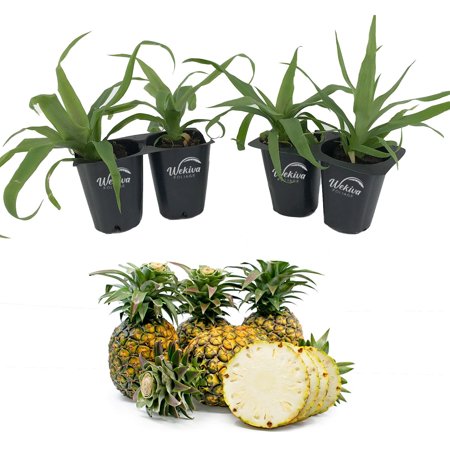 Sugarloaf Pineapple Plant - 4 Live Starter Plants - Ananas Comosus - Edible Fruit Tree for The Patio and Garden
