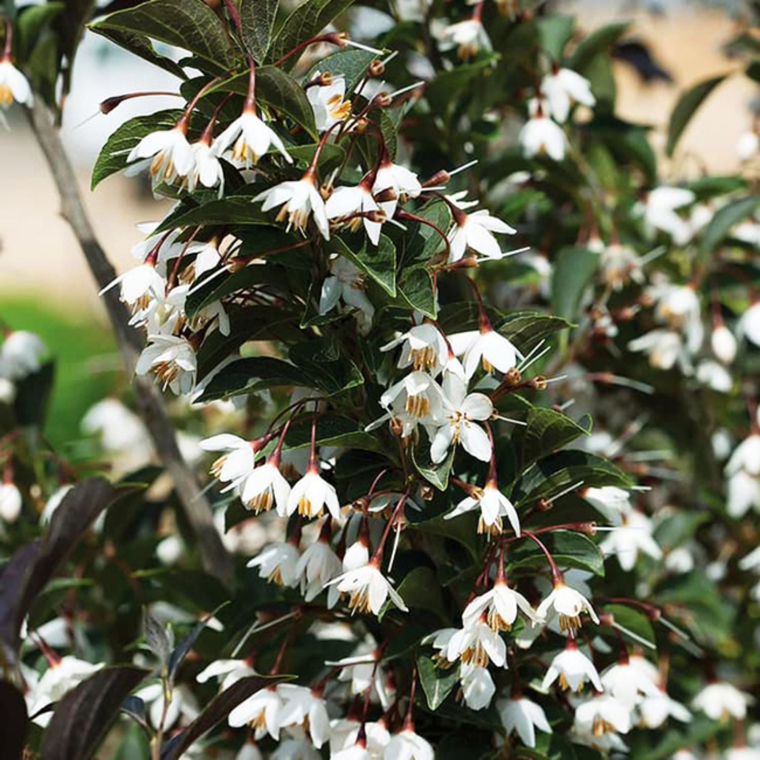 Expert Gardener 3-4' Snowbell Evening Light Live Tree in 1 gal. Grower Pot