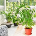 thumbnail image 4 of YAOMOBB Support de Plante Empilable Réutilisable Treillis pour Plantes Grimpantes, 4 of 7