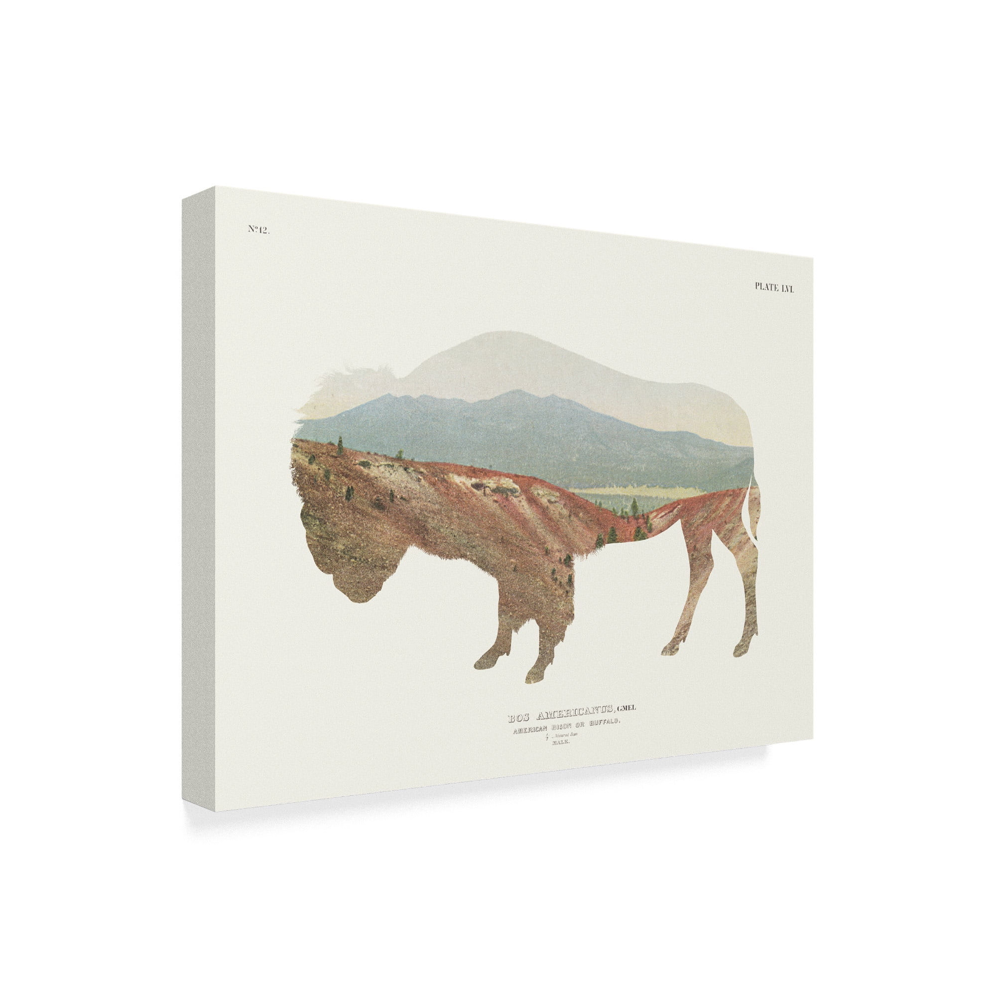 Trademark Fine Art 'American Southwest Buffalo' Canvas Art by Wild Apple Portfolio