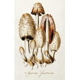 thumbnail image 2 of Curtis, William 10x14 Black Ornate Wood Framed with Double Matting Museum Art Print Titled - Egg Mushroom, 2 of 4