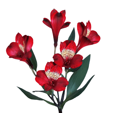 GlobalRose 120 Blooms of Red Select Alstroemerias 30 Stems - Peruvian Lily Fresh Flowers for Delivery