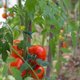 thumbnail image 5 of GOOHOCHY 50 clips de plástico para soporte de plantas, abrazaderas de jardinería, clips de fijación para tomates., 5 of 8