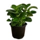 thumbnail image 5 of planta peperomia verde 5", 5 of 5