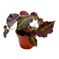 thumbnail image 3 of Begonia Boyfriend, 4 inch Rhizomatous Rhizo Dark Purple Green Streaks Red Dot, 3 of 5