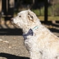 thumbnail image 4 of Vibrant Life Green Collar Bow Tie Slider Set for Dogs, Size XSmall, 4 of 9