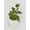 4_PEPEROMIA_PICOLLO.BANDA, variant on Peperomia Piccolo Banda - Live Air-Purifying Indoor Plant in Nursery Pot – Easy Care, Low Maintenance Houseplant for Home & Office Decor, Natural Air Cleaner, Best for Beginners (4"Pot)