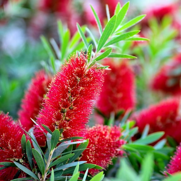 Expert Gardener Red Cluster Bottlebrush (2.5 Gallon) Flowering Evergreen Shrub with Brush-Like Blooms - Full Sun Live Outdoor Plant