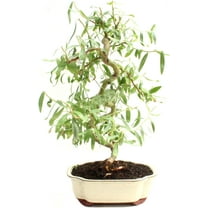 Bonsai Dwarf Japanese Curly Willow Tree Cutting - Very Rare Fast Growing Bonsai - Get A Mature Looking Bonsai Very Fast