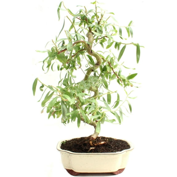 Bonsai Dwarf Japanese Curly Willow Tree Cutting - Very Rare Fast Growing Bonsai - Get A Mature Looking Bonsai Very Fast
