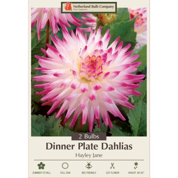 Hayley Jane Cactus Dahlia - 2 Root Clumps
