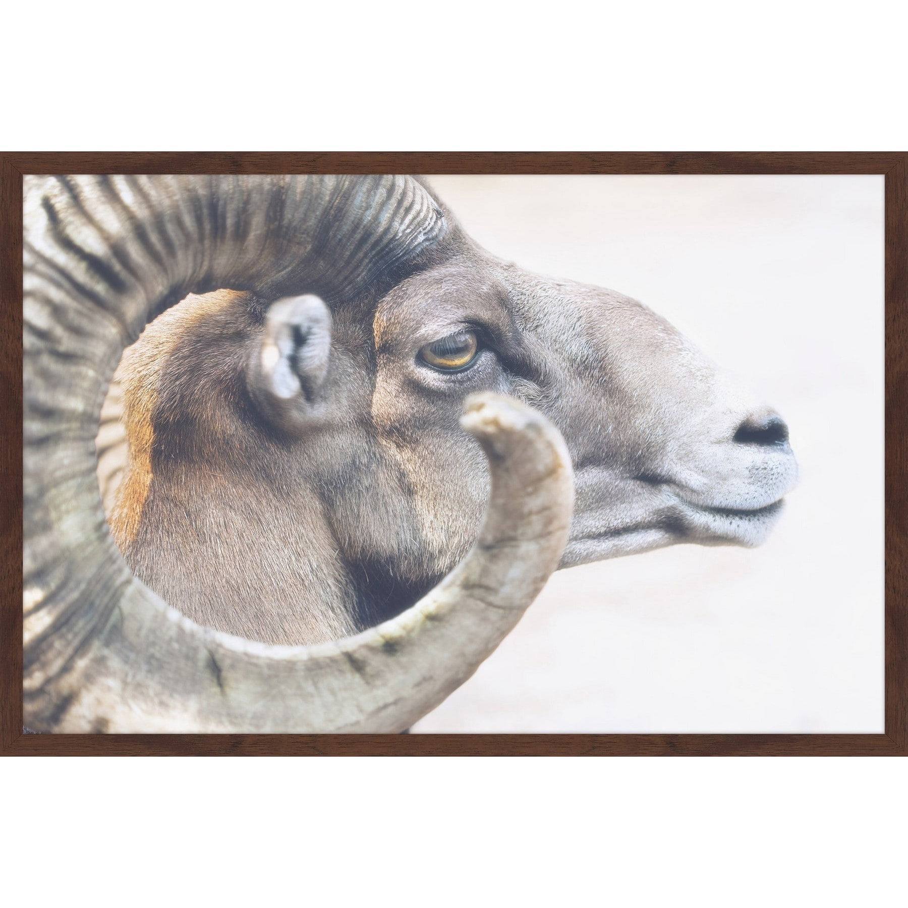 Marmont Hill "Ram Profile 4" Framed Painting Print