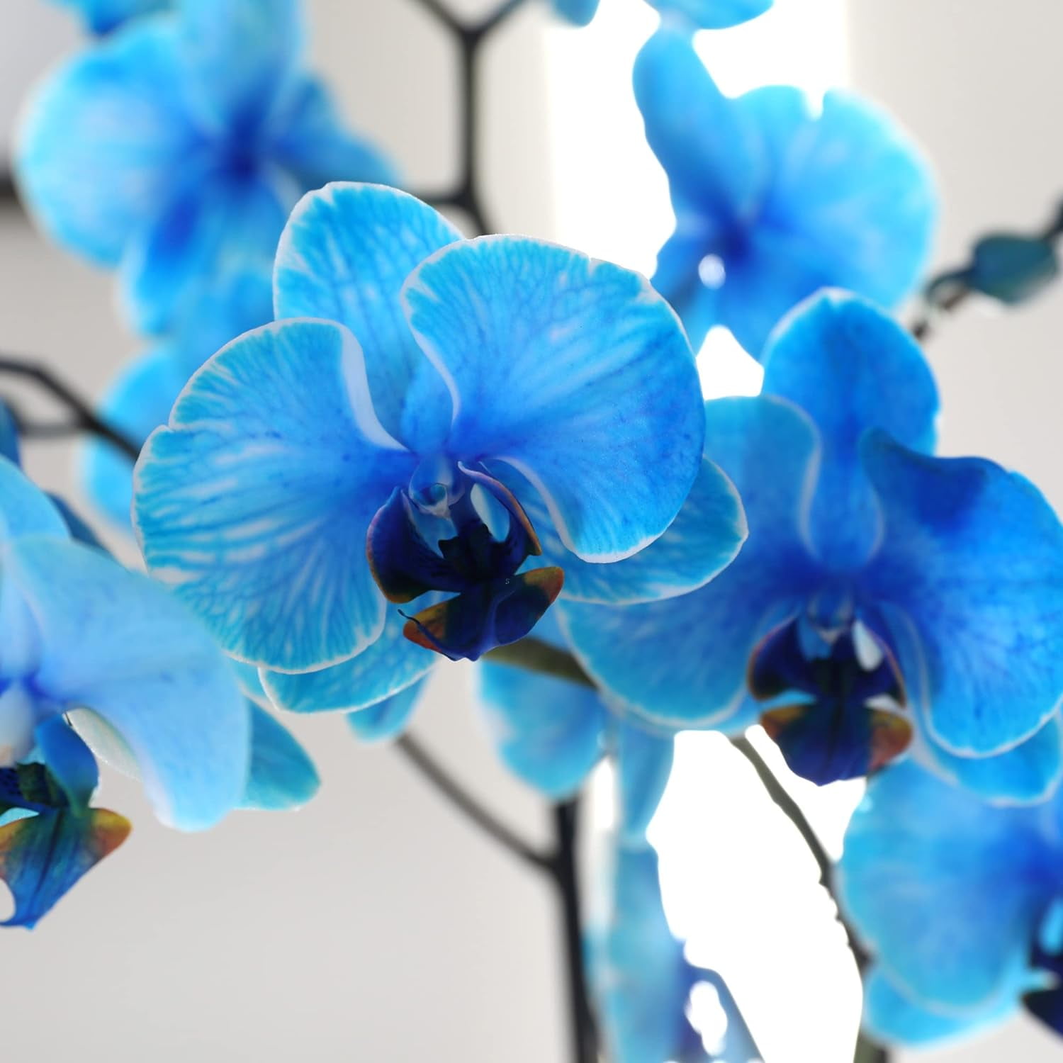 Just Add Ice 16-30" Watercolor Blue Premium Orchid Live Plant in 5" Grey Ceramic Pot, House Plant