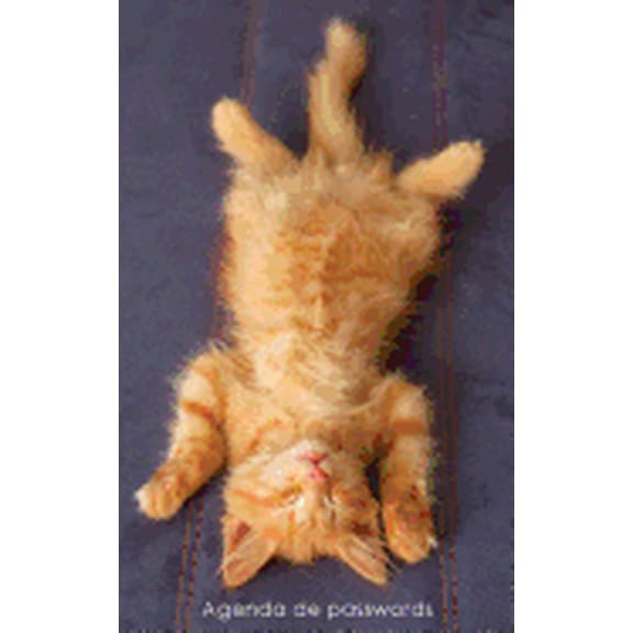 Agenda De Passwords : Agenda Para Enderecos Electronicos E Passwords - Capa Gatinho Ruivo a Relaxar