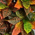 thumbnail image 4 of Nearly Natural 40in. Croton Artificial Plant in Terracotta Planter, Orange, 4 of 4