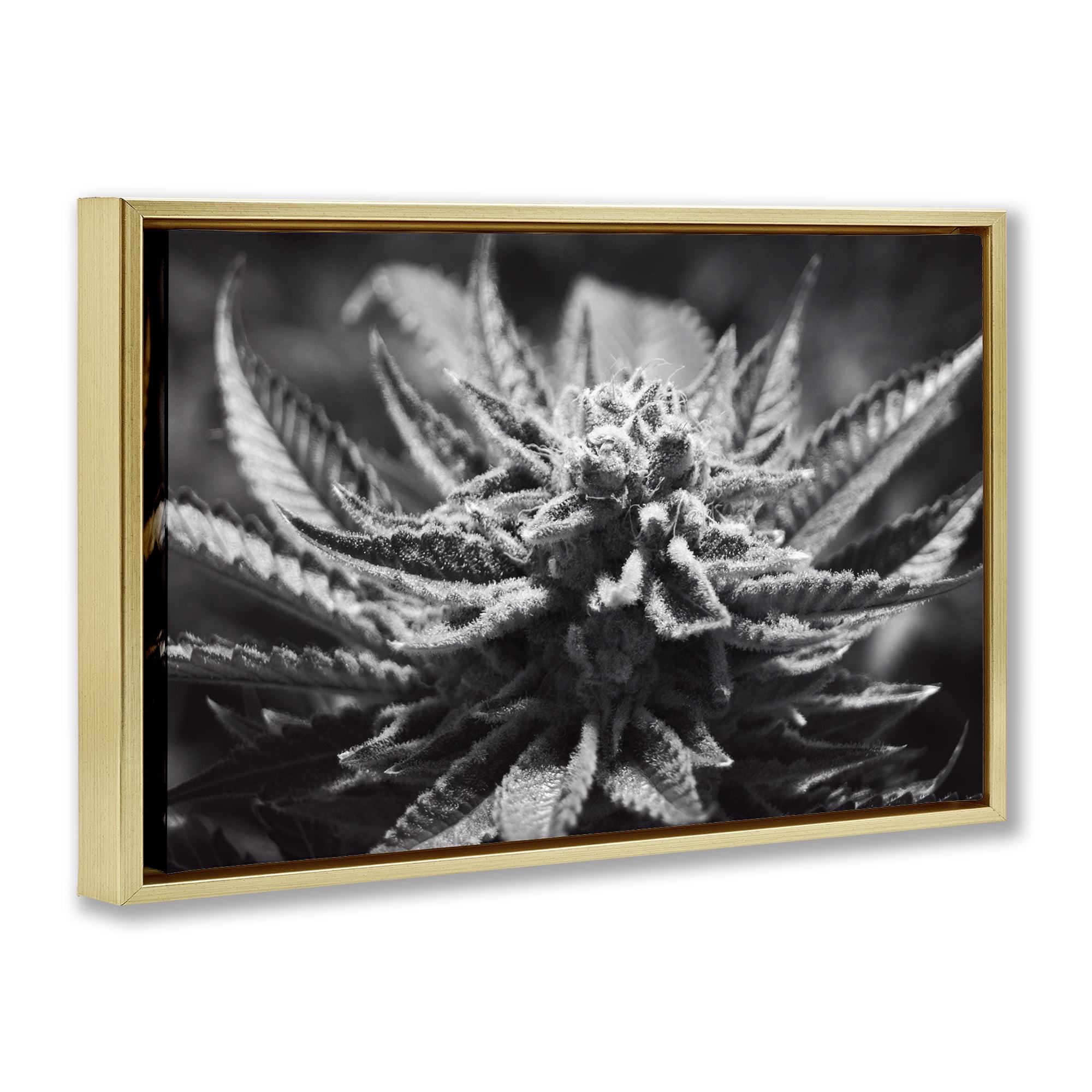 Stupell Industries Monochrome Cannabis Flower Plants & Flowers Painting Gold Floater Framed Canvas Art Print Wall Art, 25 x 17