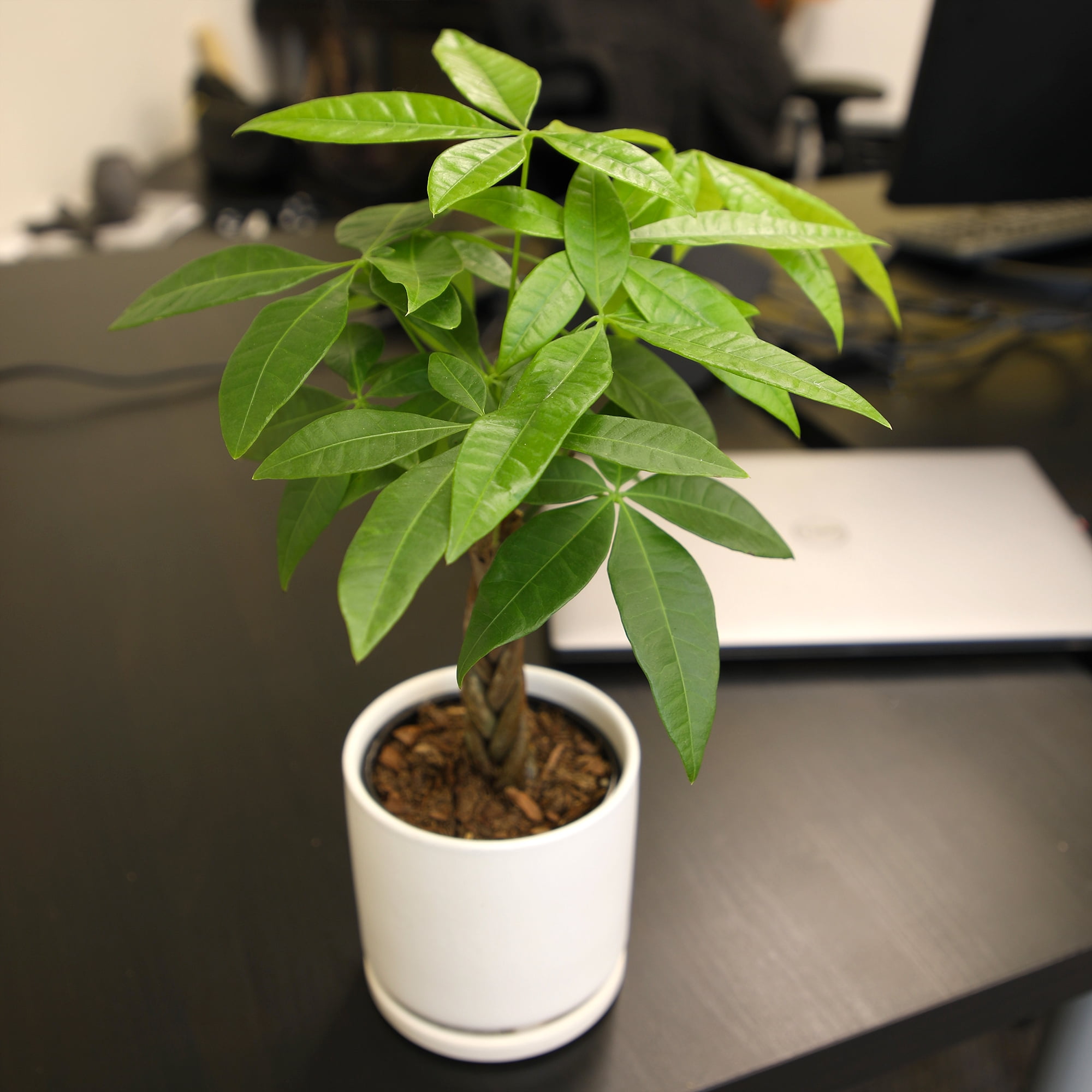 Money Tree, Pachira | Easy & Pet Friendly | 4.25" Grow Pot | Partial Sun | Element by Altman Plants