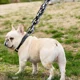 thumbnail image 2 of Correas De Cadena Para Perros Grandes Correas Para Mascotas, 2 of 8