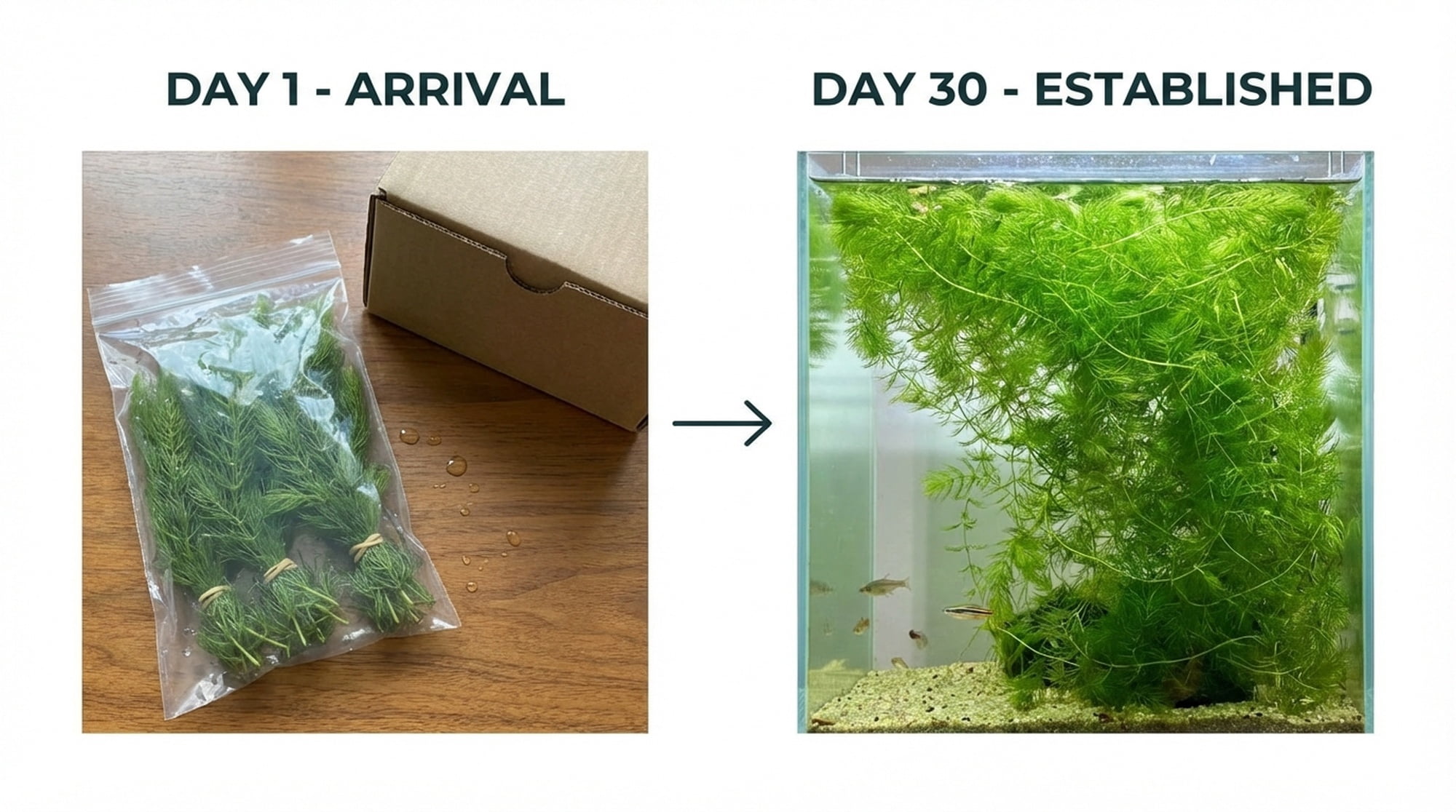 Canton Aquatics Hornwort Tropical Floating Live-Action Aquarium Plant Decoration, Green, 6 Count
