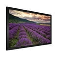 thumbnail image 2 of Designart 'Lavender Field At Sunrise I' Farmhouse Framed Art Print, 2 of 4