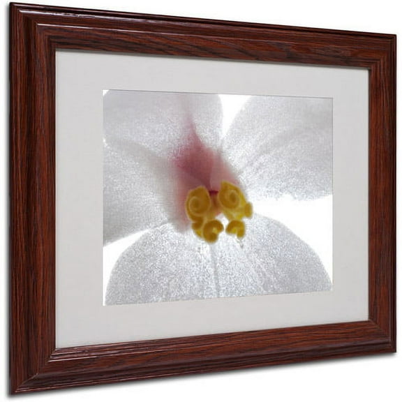 Trademark Fine Art "Escargo Begonia" Canvas Art by Kurt Shaffer, Wood Frame