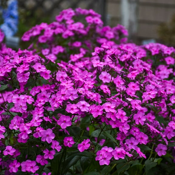 50 Cloudburst Phlox Seeds