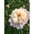 thumbnail image 3 of Mixed Potted Peony, 2-3 Eye, Trade Gallon Container, (0.667 gallons of dirt), 3 of 6