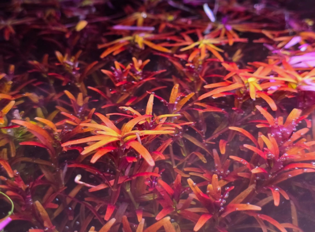 Rotala Orange Juice - Live Aquatic Freshwater Plant - Stem Pack :5