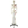Walter Products Full Size Human Skeleton, 66", 168cm with Muscle