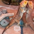 thumbnail image 4 of WRISTBIQUE 30Ud Accesorio Para Reptiles Plato Acrílico Transparente Para Uso En Peceras Y Terrarios, 4 of 8
