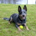thumbnail image 4 of Chew King By Mammoth Dog Toy 3 Inch Supreme Rubber Balls (2-Pack), 4 of 7
