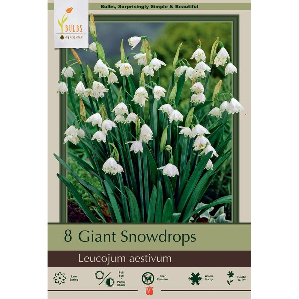 Giant Snowdrops 8 Bulbs Leucojum aestivum 10/12 cm Bulbs