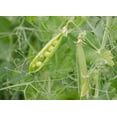 thumbnail image 3 of Organic Green Split Peas, 3 Pounds - Non-GMO, Kosher, Raw, Vegan - by Food to Live, 3 of 7