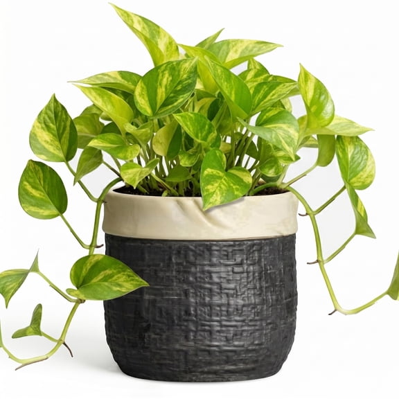 Ordivic 6 inch Black Ceramic Planter with Drainage Hole & Plug, Round Flower Pot for Succulents & Cactus, Indoor Outdoor for Home Office Desk, Housewarming Gift