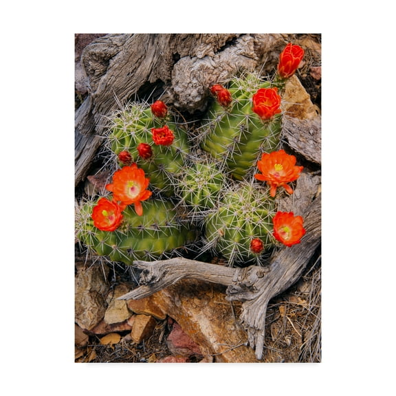Trademark Fine Art 'Claret Cup Cactus' Canvas Art by Michael Blanchette Photography