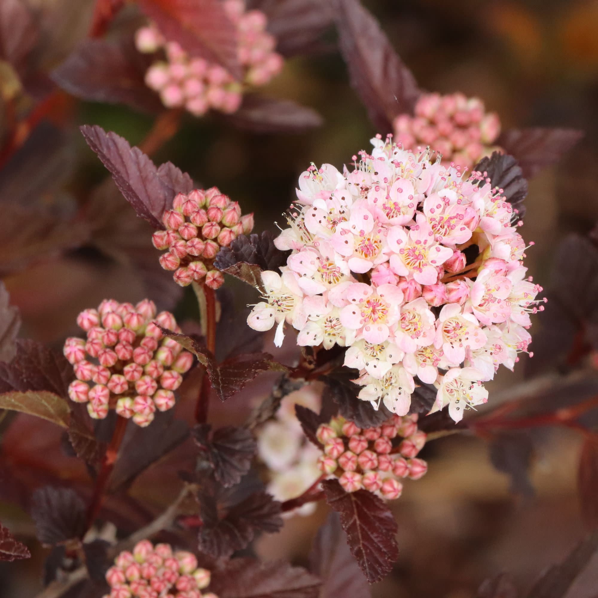 Proven Winners ColorChoice 5" Pink Summer Wine Ros Ninebark Live Plant in 4.5" Pot (4 Count)