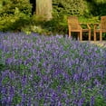 thumbnail image 2 of Outsidepride Angelonia Serena Blue Flower Seed - 30 Seeds, 2 of 3
