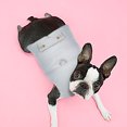 thumbnail image 5 of Lined Winter Dog Jacket Coats For Small Breed Puppy Pet Cold Weather Vest With Leash Attachment, 5 of 7