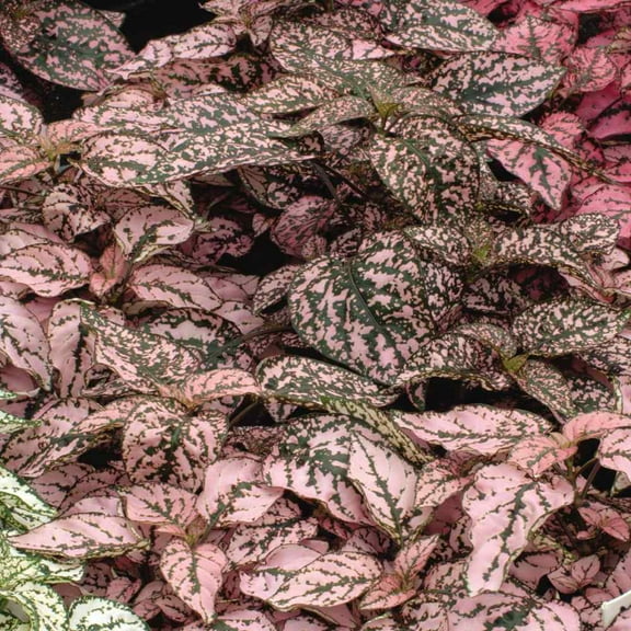 Outsidepride Hypoestes Splash Pink Plant Seed - 400 Seeds