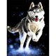 thumbnail image 2 of Cuadros Decorativos Kits de pintura de diamantes redondos completos Imagen de arte de resina de mosaico de Husky siberiano (V2495) Tmvgtek embutido en tela, 2 of 8