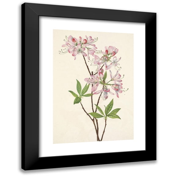 Mary Vaux Walcott 11x14 Black Modern Framed Museum Art Print Titled - Pinkshell Azalea. Azalea Vaseyi (1925)