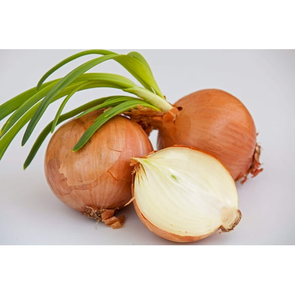 500 *Seeds Riverside Sweet YELLOW SPANISH ONION Allium Cepa Vegetable Seeds