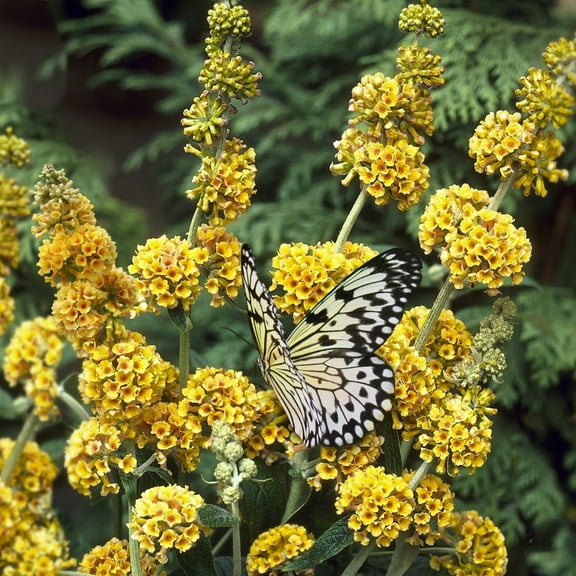 3 gal. Buddleia Honeycomb Live Shrub Conditions Full Sun with Yellow Flowers