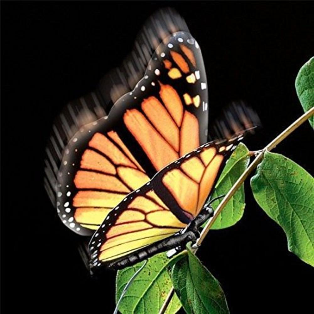 Elegant Aliform Monarch Moving Butterfly, A lifelike robotic butterfly
