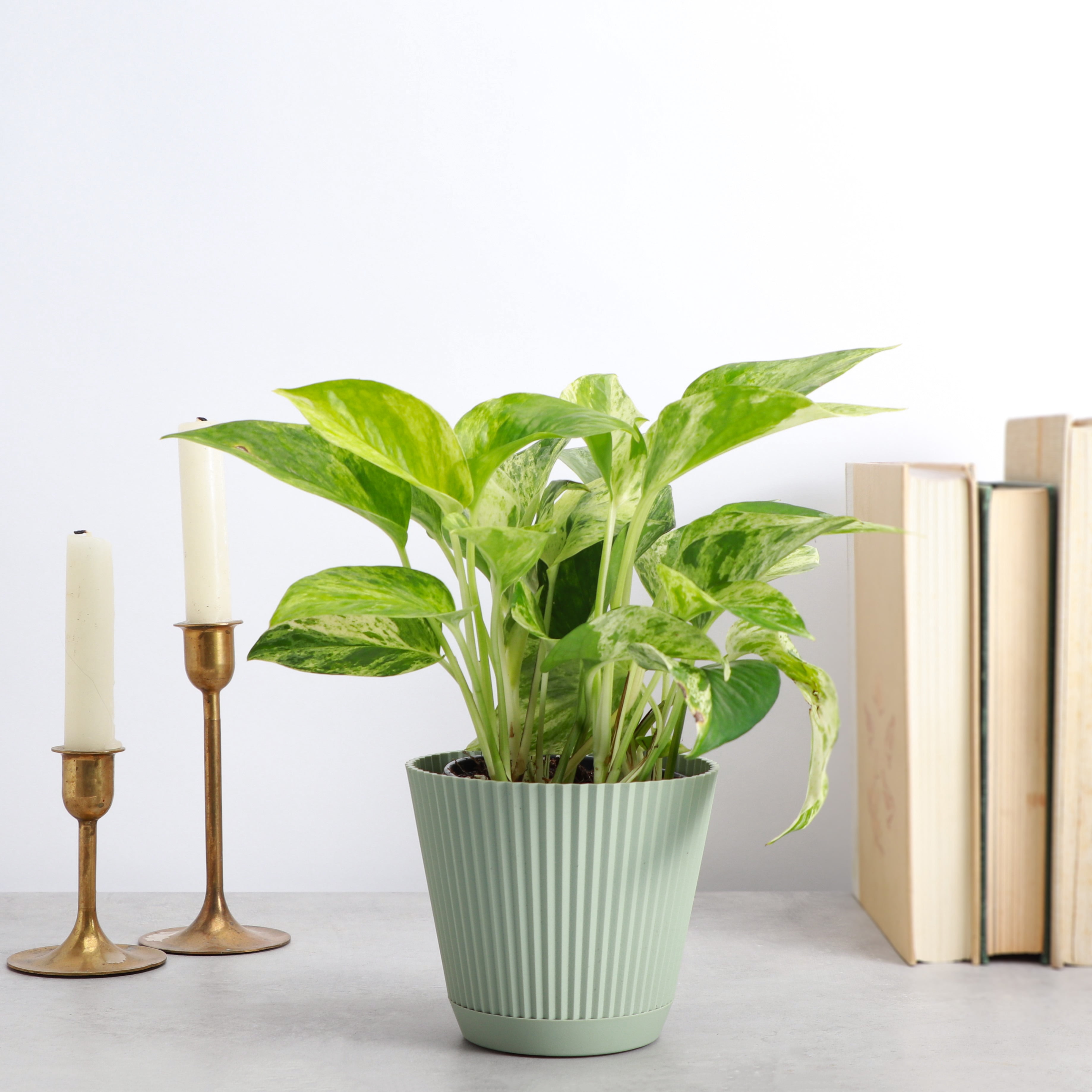 Live Marble Queen Pothos Plant - Variegated Foliage - 4" Decorative Pot Cover - Thorsen's Greenhouse
