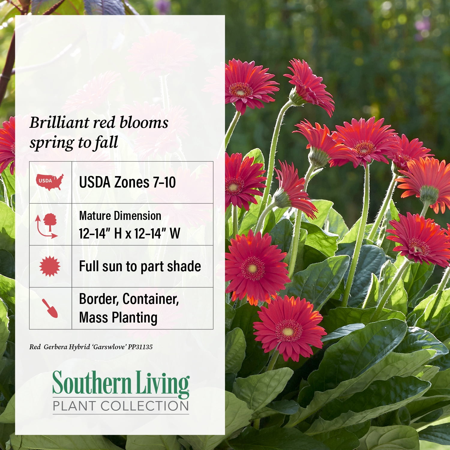 Southern Living Red Garden Jewels Gerber Daisy Live Shrub in 2.5-Quart Grower Pot