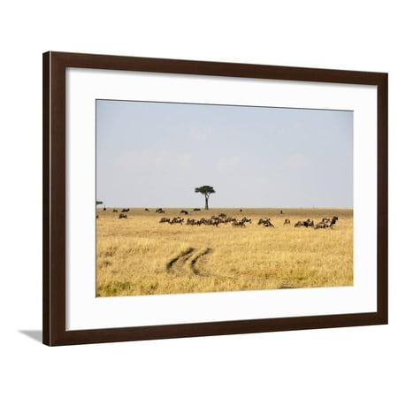 Wildebeest Masai Mara Kenya  Framed Print Wall Art  By 